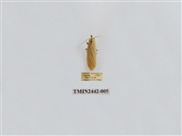 藏品(淡白凹苔蛾)的圖片